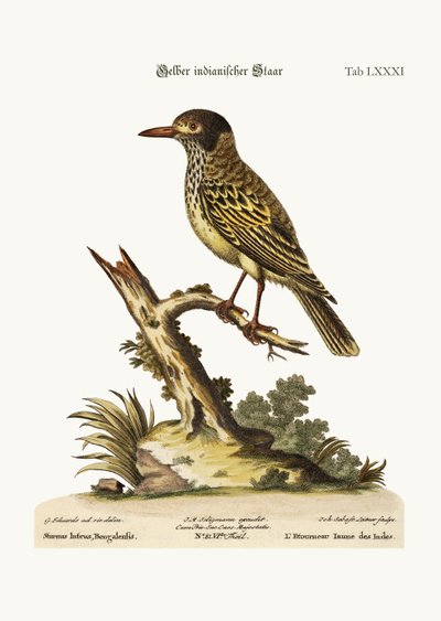 Der gelbe indische Star, 1749-73 von George Edwards